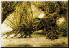 le Viel-Homme-Saule (Old Man Willow)